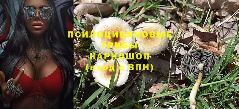 даркнет сайт  Тайга  Псилоцибиновые грибы Psilocybine cubensis 